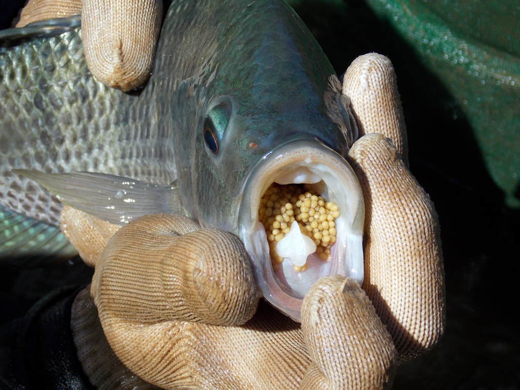 Tilápia Tailandesa Piscicultura Aqua Minas